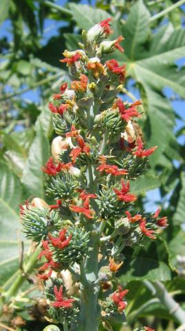 Ricinus communis