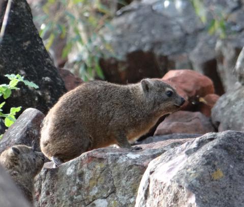 Rock dassie