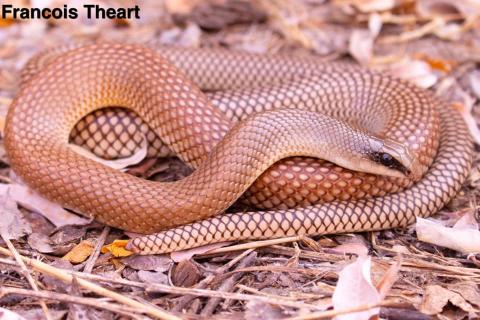 Rufous Beaked Snake