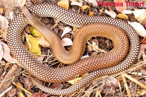 Rufous Beaked Snake