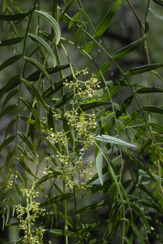 Schinus molle