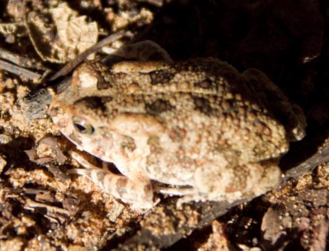 Toad, Western Olive