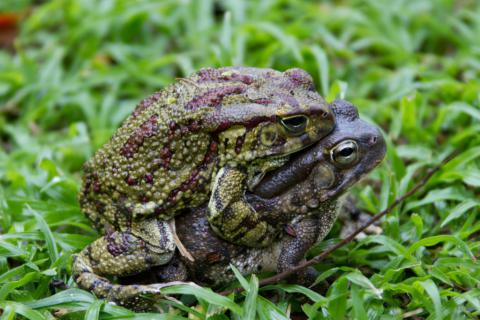 Toad, Western Olive