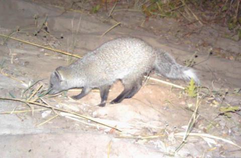 Mongoose, Selous's