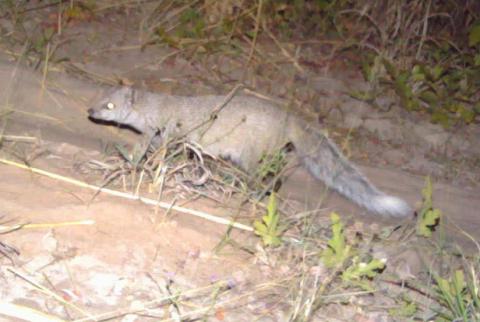 Mongoose, Selous's