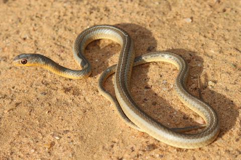 Short-snouted Sand Snake