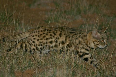 Side view of a black-footed cat