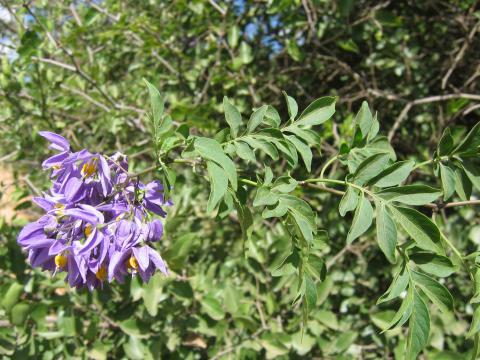 Solanum seaforthianum