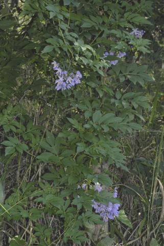 Solanum seaforthianum