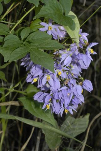 Solanum seaforthianum