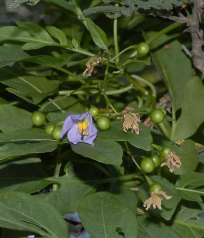 Solanum seaforthianum