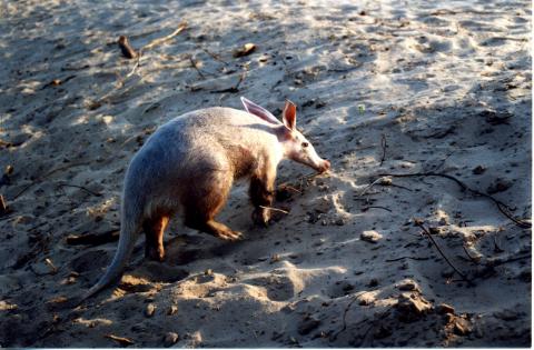 Aardvark