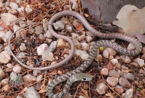 Spotted or Variegated Bush Snake