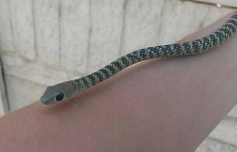 Spotted or Variegated Bush Snake