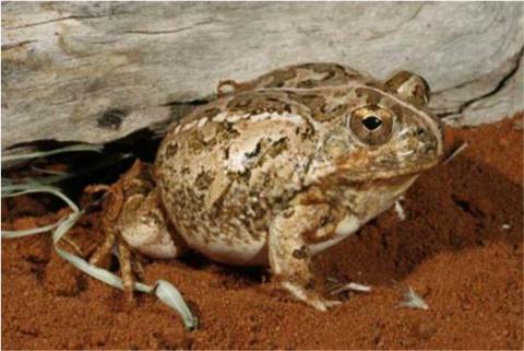 Sand Frog, Tandy's
