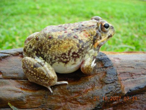 Tremelo Sand Frog