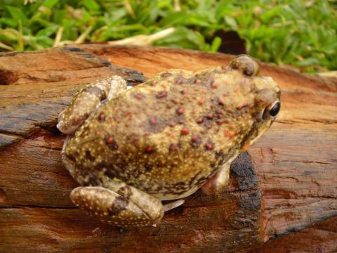 Tremelo Sand Frog
