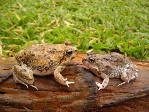 Tremelo Sand Frog