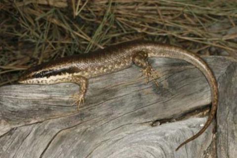 Skink, Ovambo Tree