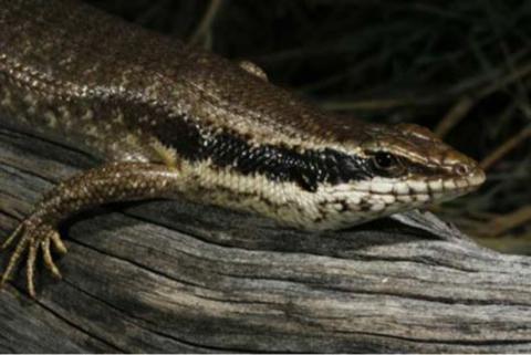 Skink, Ovambo Tree