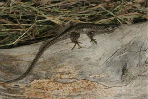 Skink, Kalahari Tree