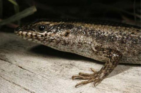 Skink, Kalahari Tree