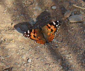 Vanessa cardui
