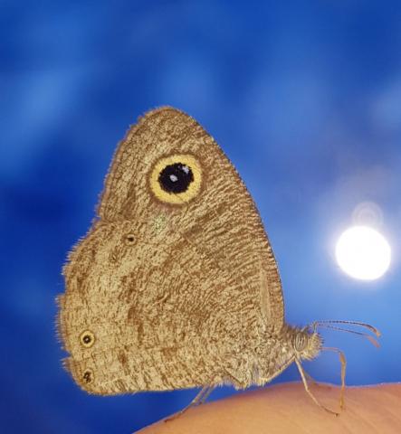 Ypthima asterope