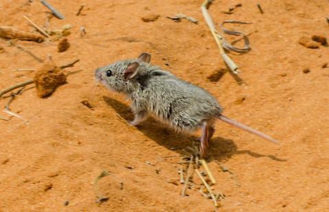 Woosnam's desert rat