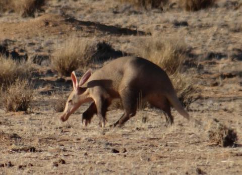 Aardvark