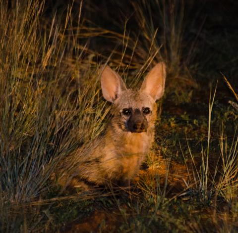 Aardwolf