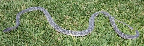 Angola File Snake