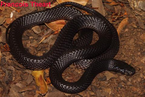 Black File Snake