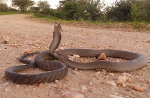 Black Mamba