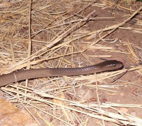 Black Mamba