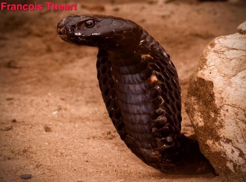 Black-necked Spitting Cobra