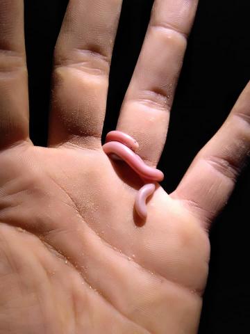 Delalande's Beaked Blind Snake