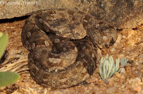 Desert Mountain Adder