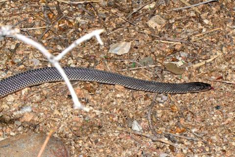 Common File Snake