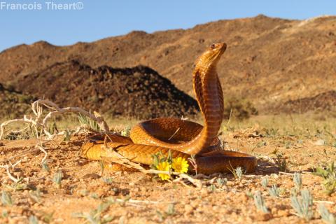 Cape Cobra