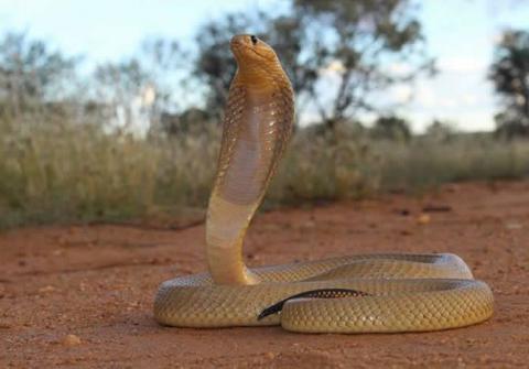 Cape Cobra