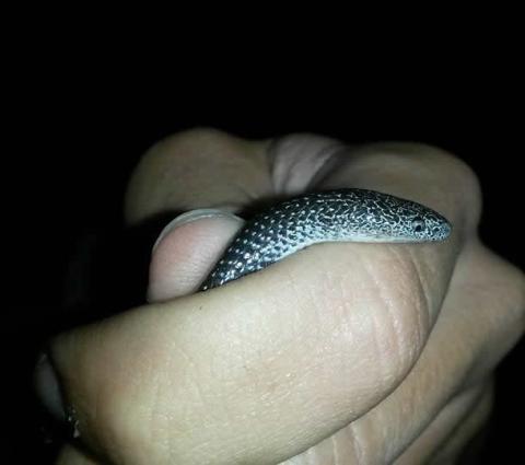 Cape Wolf Snake