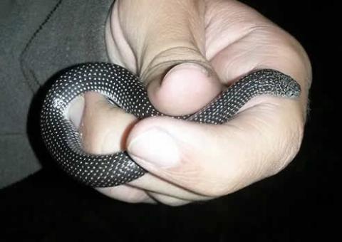 Cape Wolf Snake