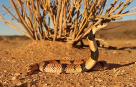 Cape Coral Shield Cobra