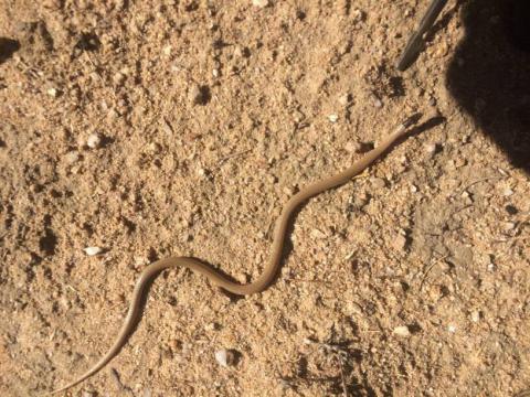 Black-headed Centipede-eater