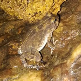 Pygmy Toad, Damaraland