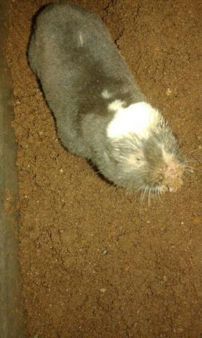 Damara mole rat