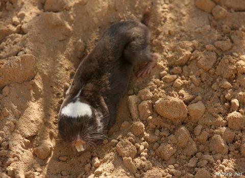Damara mole rat