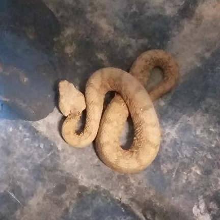 Desert Mountain Adder