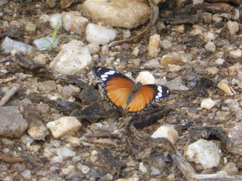 Hypolimnas misippus